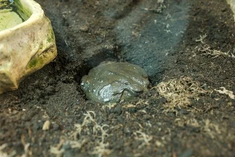 Small frog rests in dark, moist soil Stock Photos