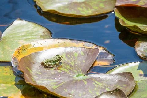 A small frog rests on a lily pad in a pond Stock Photos