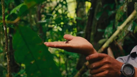 A small frog rests on a person's hand in a lush green rainforest in Ecuador Stock Footage 345641315