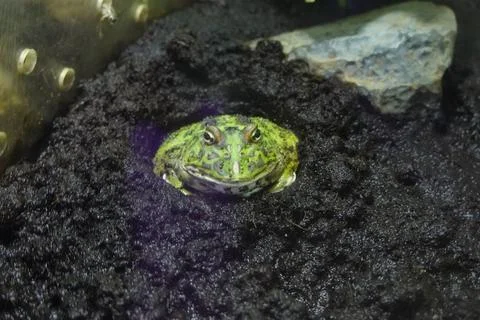 Small frog sheltering inside a damp rock hollow Stock Photos
