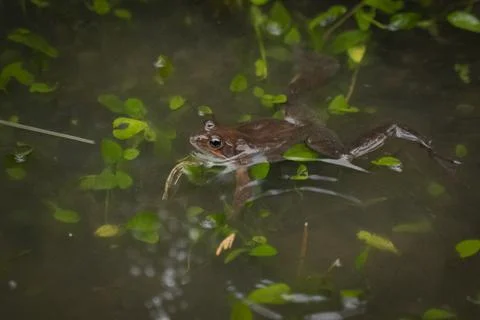 Small frog showing its head out of the water in a pond Stock Photos