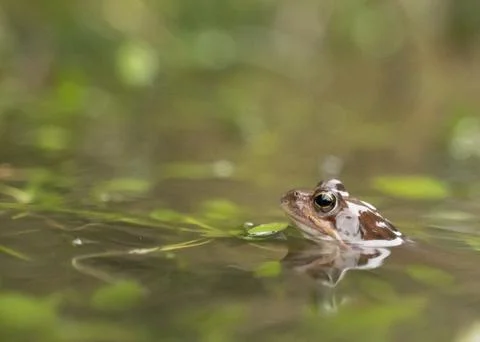 Small frog showing its head out of the water in a pond Stock Photos