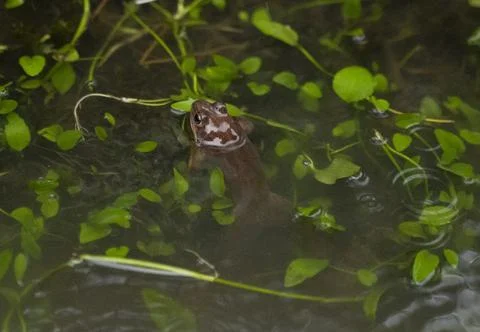 Small frog showing its head out of the water in a pond Stock Photos