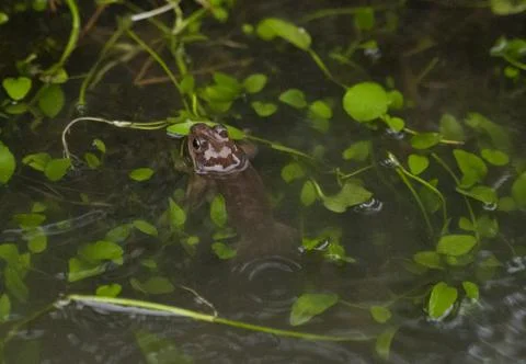 Small frog showing its head out of the water in a pond Stock Photos