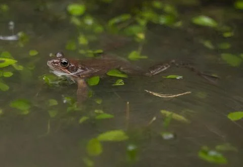 Small frog showing its head out of the water in a pond Stock Photos