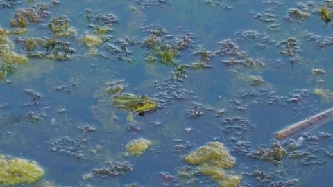Small Frog Sits Among Green Algae in Polluted Ros River, Ukraine Stock Footage 326375280