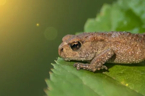 Small frog sits on a green leaf Foto stock