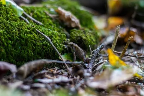 A small frog sits by a large stone Stock Photos