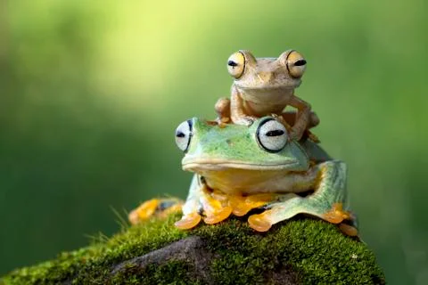 Small frog sitting on another frog Stock Photos