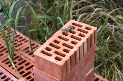 A Small Frog Sitting on a Brick in Its Natural Outdoor Setting Surrounded b.. Stock Photos