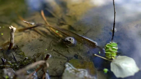 Small frog sitting in the lake Stock Footage 148326444