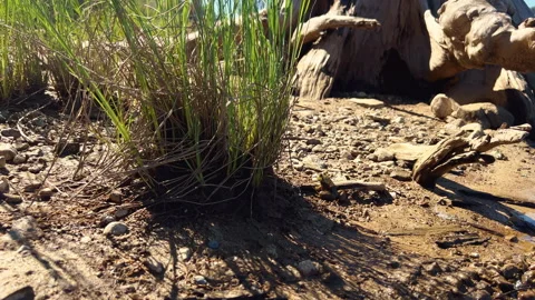 Small frog sitting next to a bushy patch of grass near a lake, daytime, Video stock 260672265