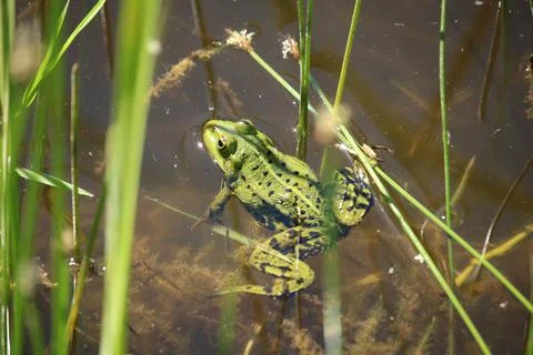Small frog on the surface of a small reed-covered forest pond Stock Photos