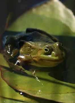 Small frog on the surface of a small reed-covered forest pond Stock Photos