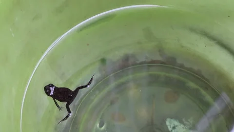 Small frog is swimming in green plastic tank Stock Footage 150674712