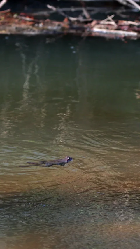 Small frog swimming on pond surface. Vertical 스톡 동영상 331668939