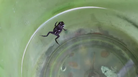 Small frog is swimming on water surface in plastic tank Stock Footage 150004547