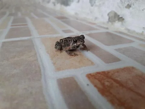 A small frog on a tile floor. Fotos Stock