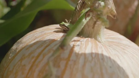 Small frog on top of a pumpkin resting against the stem Stock Footage 139503347