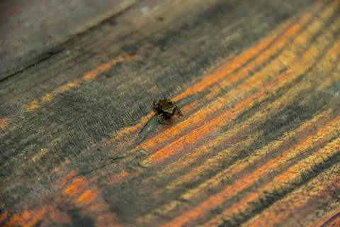Small frog on wooden table Foto stock