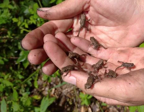 Small frogs in hands Stock Photos