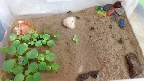 Small frogs hunting ants. Vídeos de archivo 315533934