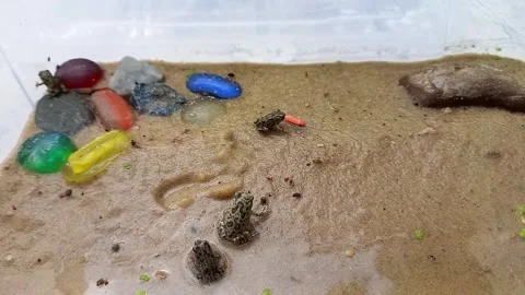 Small frogs hunting maggots. Vídeos de archivo 315534631