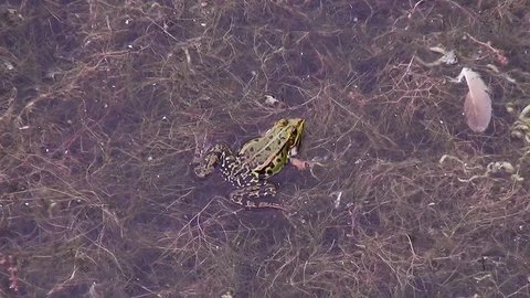 Small Frogs with inflated cheeks (+ audio) Stock Footage 118252100