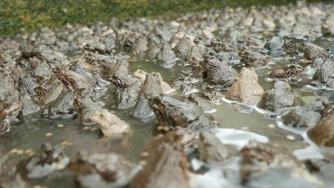 Small Frogs in the pond2 Vidéo 109093722