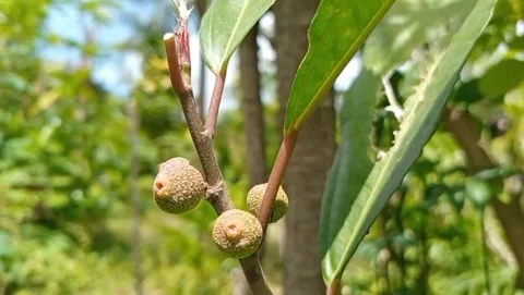 The small fruit appears brownish green in color. Video stock 331149788