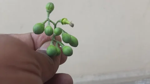 Small fruit of Bael. Stock Footage 153273333