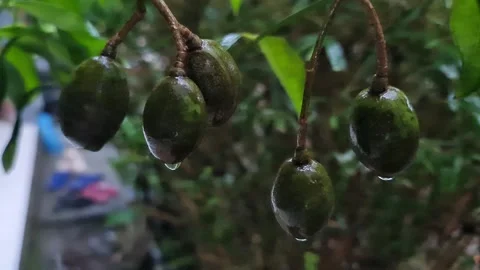 Small Fruit Growing on Ornamental Tree – Tropical Garden Close Up 스톡 동영상 330863527