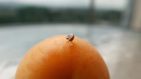 Small fruit micro snail crawls on a peach  Stock Footage 286311115