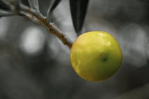 Small fruit Stock Photos
