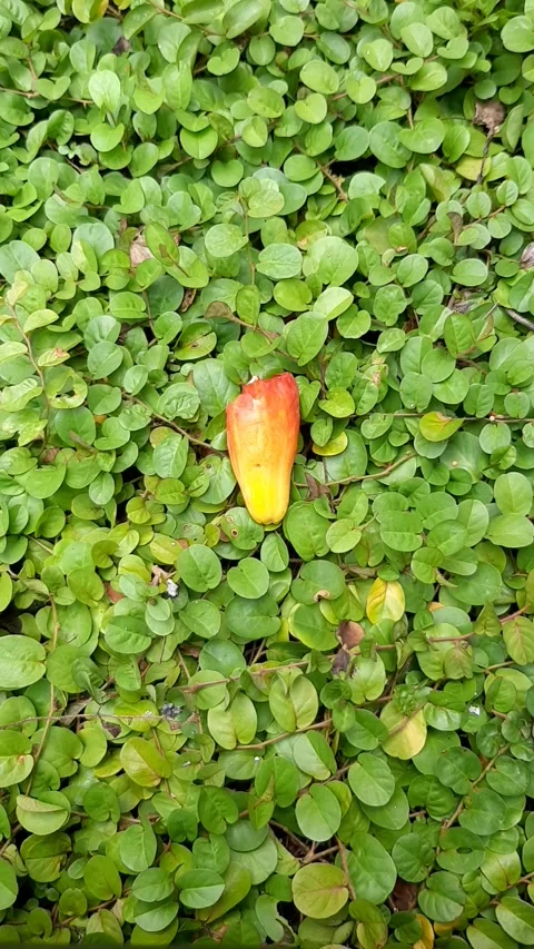 Small Fruit &amp; Smoke, Vertical View Stock Footage 260590065