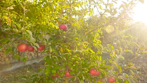 A small fruit tree with beautiful apples. Beautiful Sunny rays. Camera in motion Stock Footage 97280575