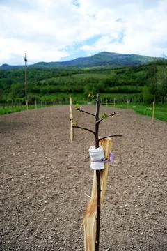 Small Fruit Tree  Stock Photos