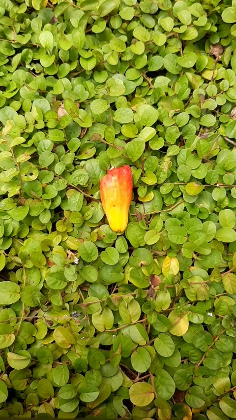 Small Fruit, Unique Video stock 260590033