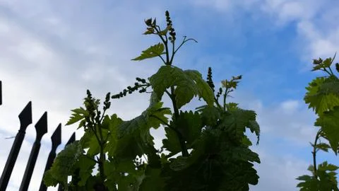 Small fruit of the vine Stock Photos