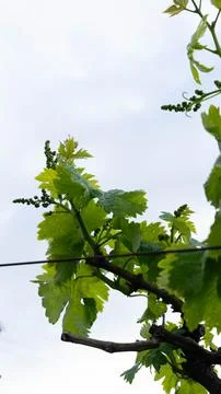 Small fruit of the vine Stock Photos