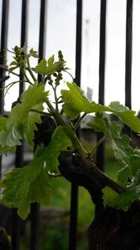 Small fruit of the vine Foto stock