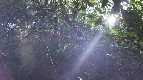 Small fruits on trees move left sun ray flare morning slow mo Stock Footage 151533713