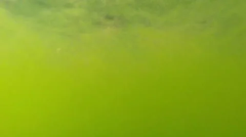 Small fry in Green, thin wool, algae super close-up of a small pond Stock Footage 42696099