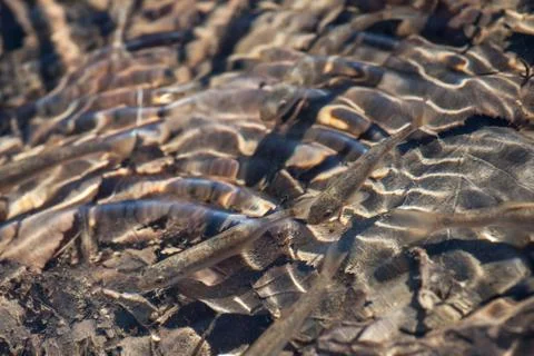 Small fry Stock Photos