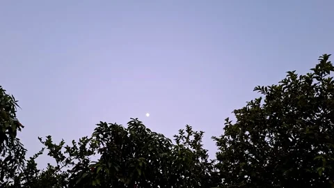 Small Full Moon Visible Above Dark Tree Canopy Vídeo Stock 335913367