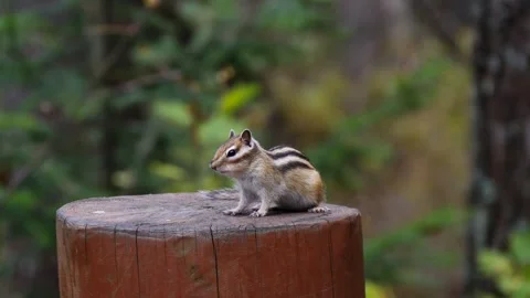 A small funny chipmunk sits on a wooden stump. Stock Footage 293172017
