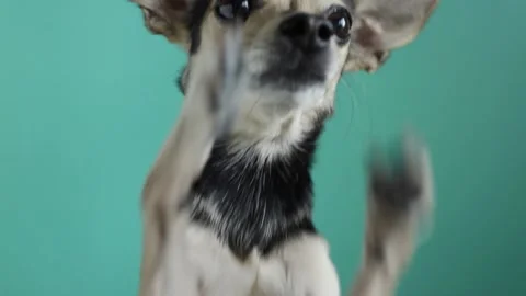 Small funny dog asks for food, waving its paws Stock Footage 212910690