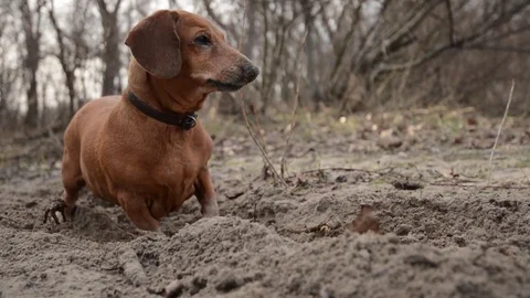 Small funny dog digs a hole Stock Footage 73359473