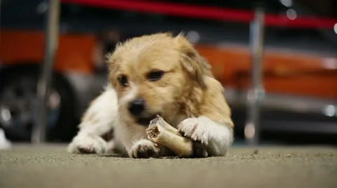 Small funny dog eats bone Stock Footage 27110751
