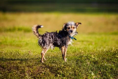 Small funny dog Stock Photos